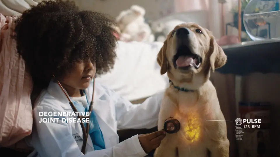 A girl listening to a golden retriever’s heart with a stethoscope.