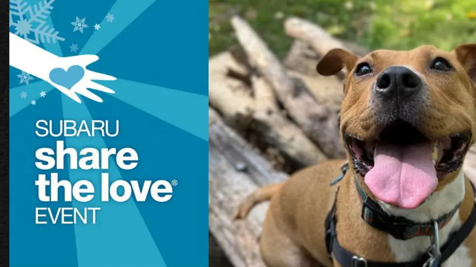 The Subaru Share the Love Event graphic beside a happy dog.